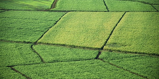 Patchwork of agricultural fields.